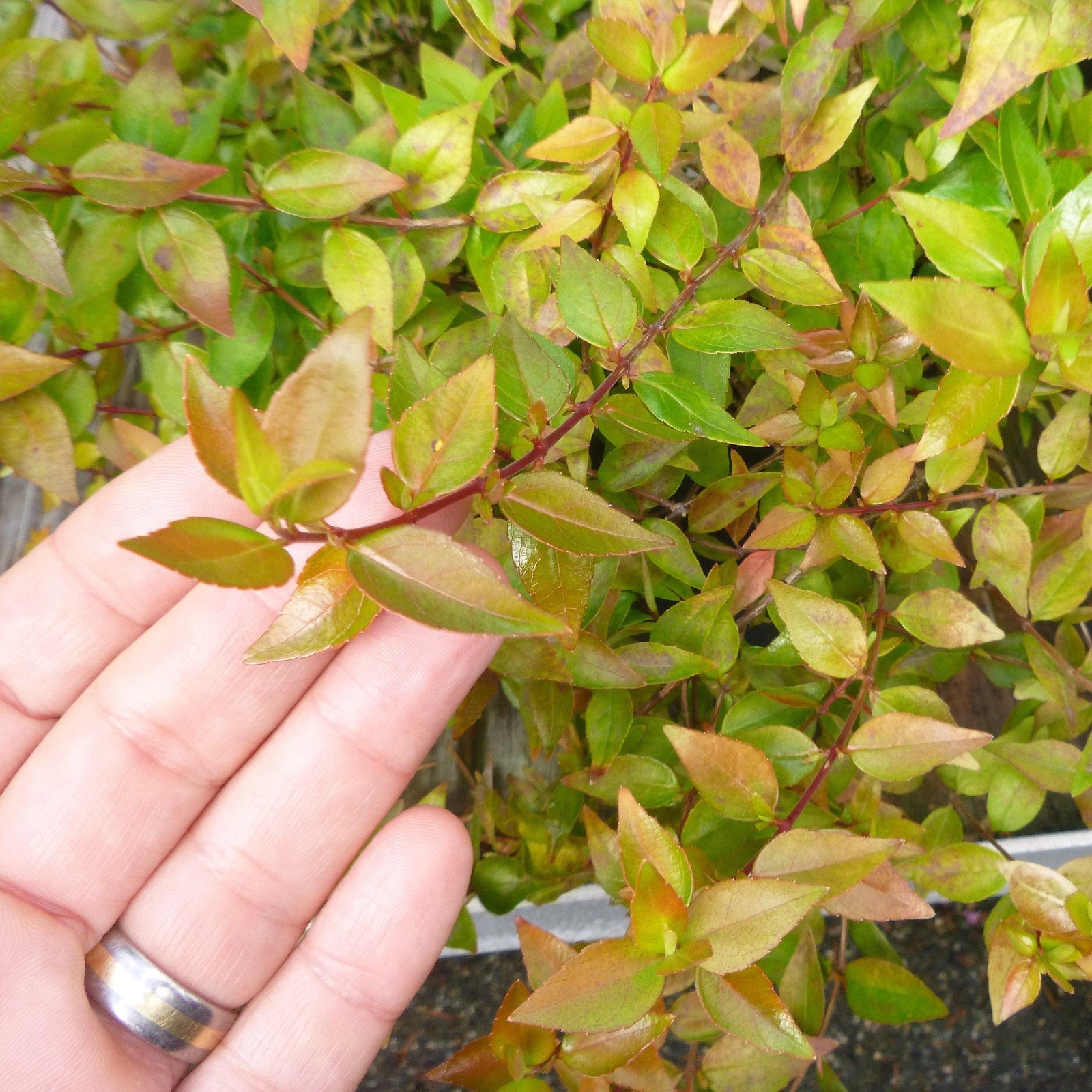 Abelia x grandiflora 'RNTOM' ~ Twist of Mango™ Abelia-ServeScape