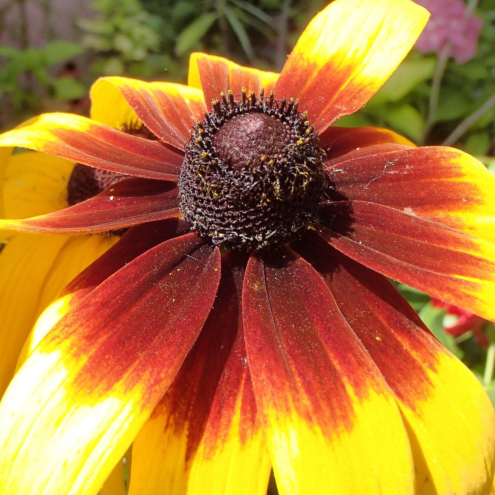x echibeckia 'ET RDB 621' ~ Summerina® Sizzling Sunset Echibeckia-ServeScape