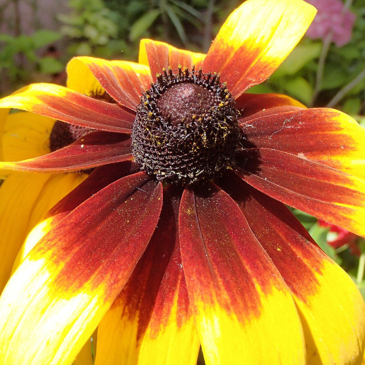 x echibeckia 'ET RDB 621' ~ Summerina® Sizzling Sunset Echibeckia-ServeScape