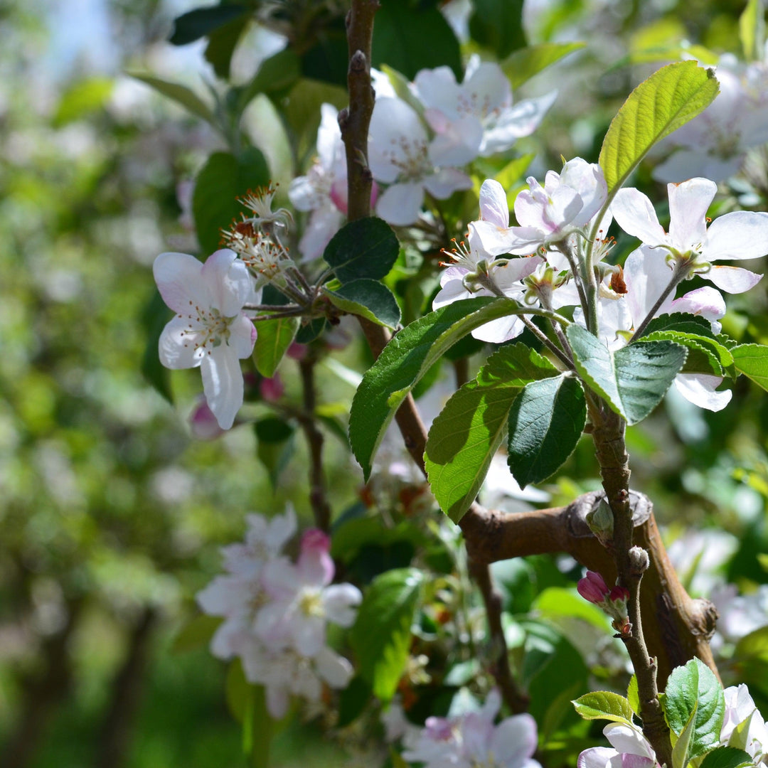 Malus 'Cripps Pink' ~ Pink Lady® Apple-ServeScape