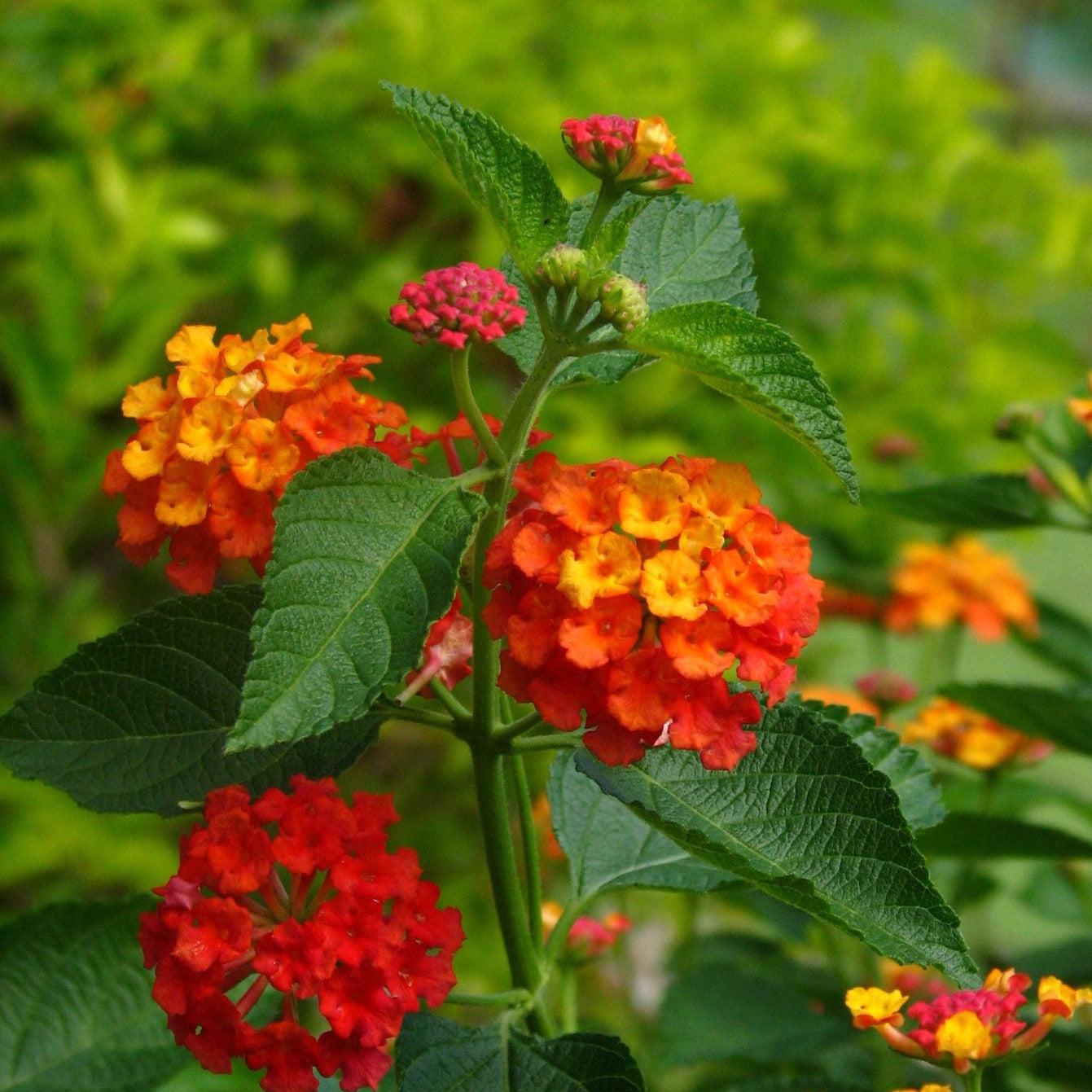 Lantana camara 'Red Spread' PP14691 ~ Red Spread Lantana-ServeScape