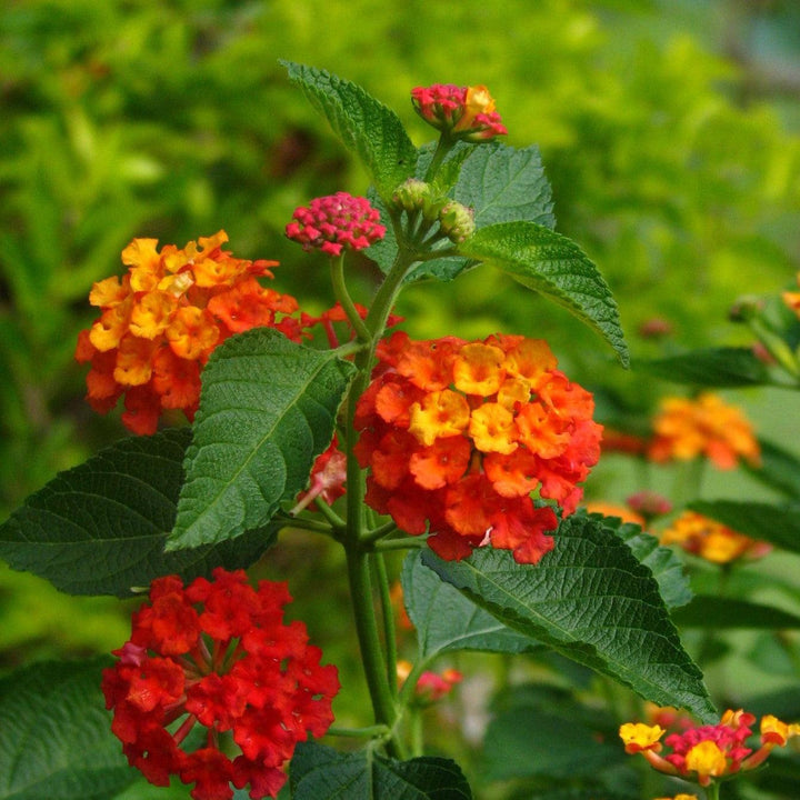 Lantana camara 'Red Spread' PP14691 ~ Red Spread Lantana-ServeScape