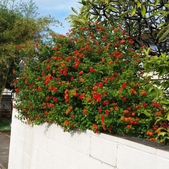 Lantana camara 'Dallas Red' ~ Dallas Red Lantana-ServeScape