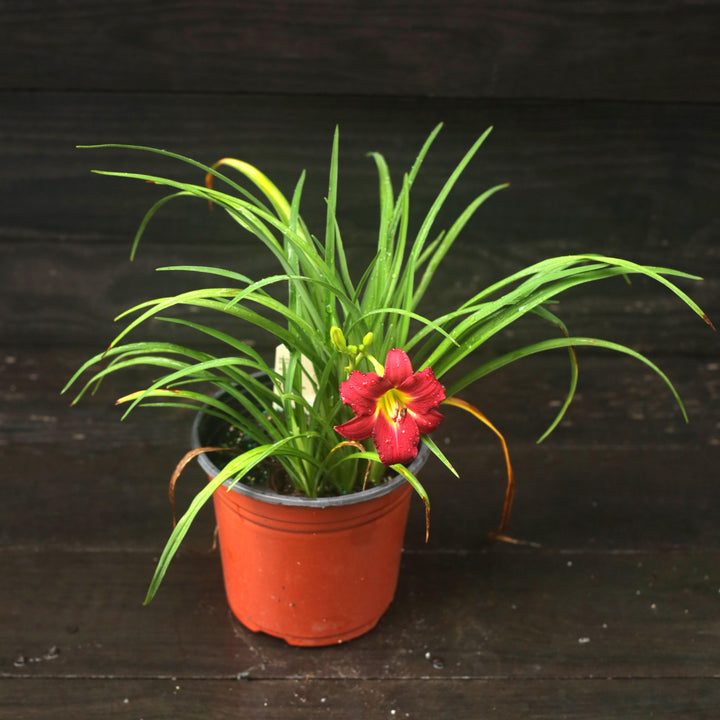 Hemerocallis 'Ruby Stella' ~ Ruby Stella D'Oro Daylily-ServeScape