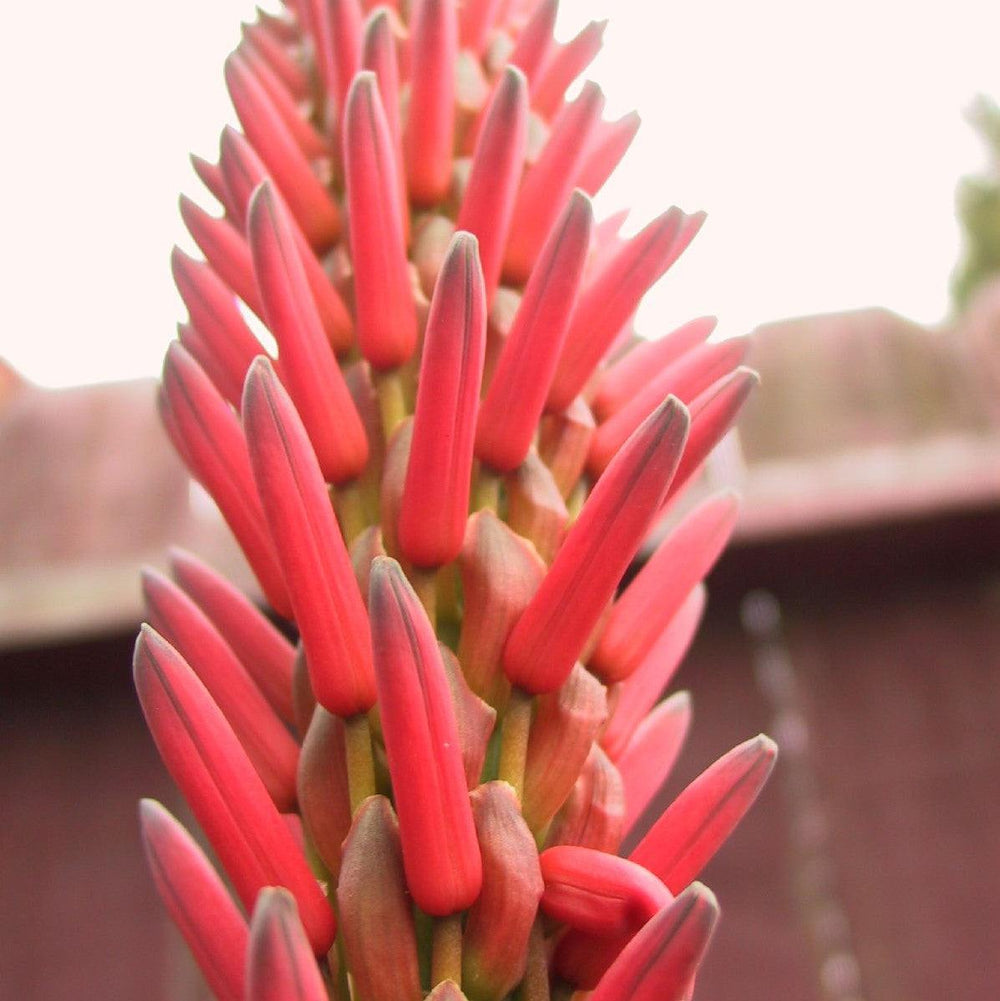 Aloe 'Safari Rose ~ Safari Rose Aloe-ServeScape