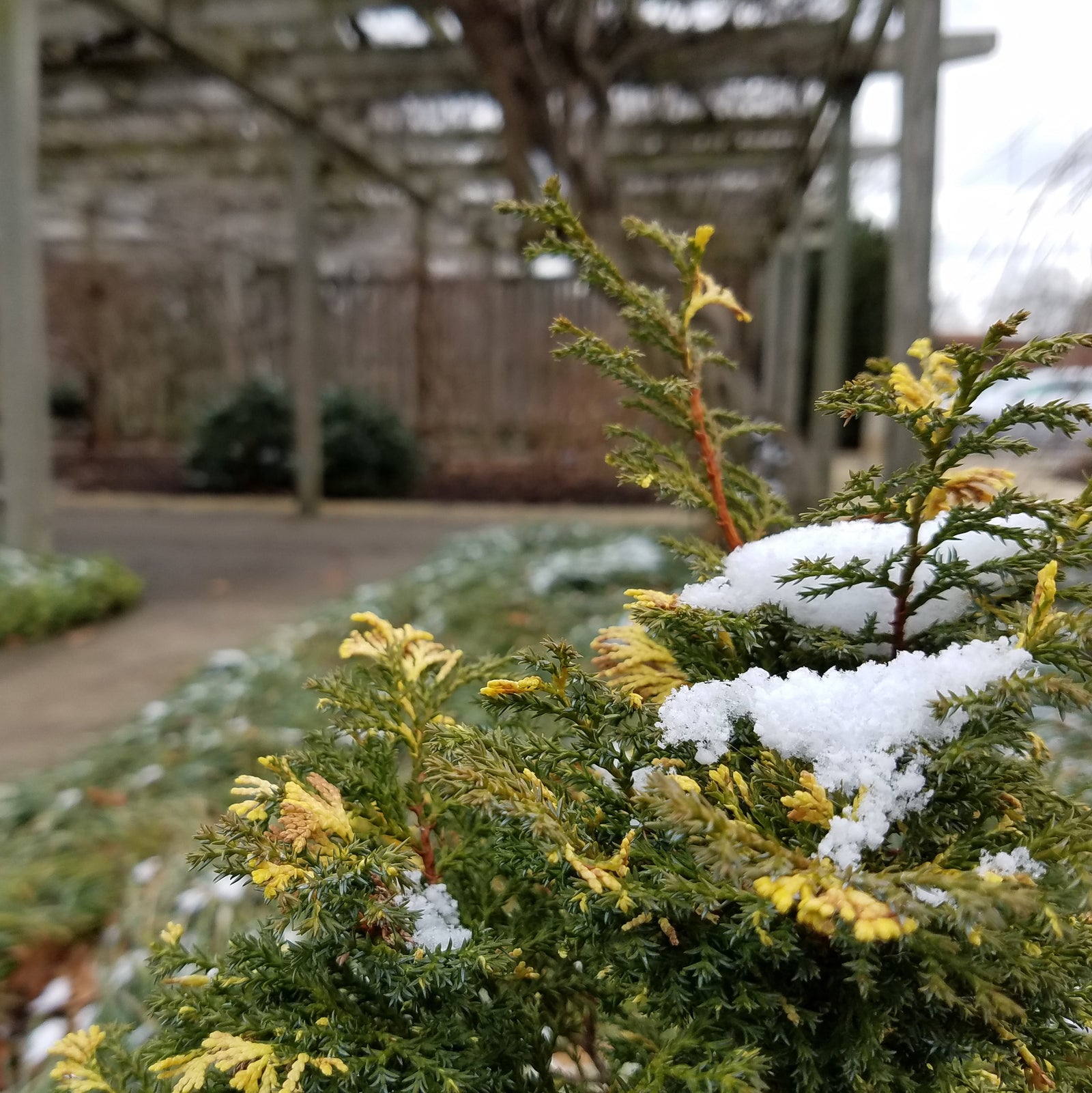 Chamaecyparis obtusa 'Fernspray Gold' ~ Fernsprey Gold False Cypress-ServeScape