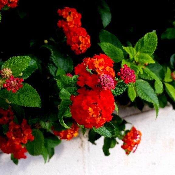 Lantana camara 'Dallas Red' ~ Dallas Red Lantana-ServeScape