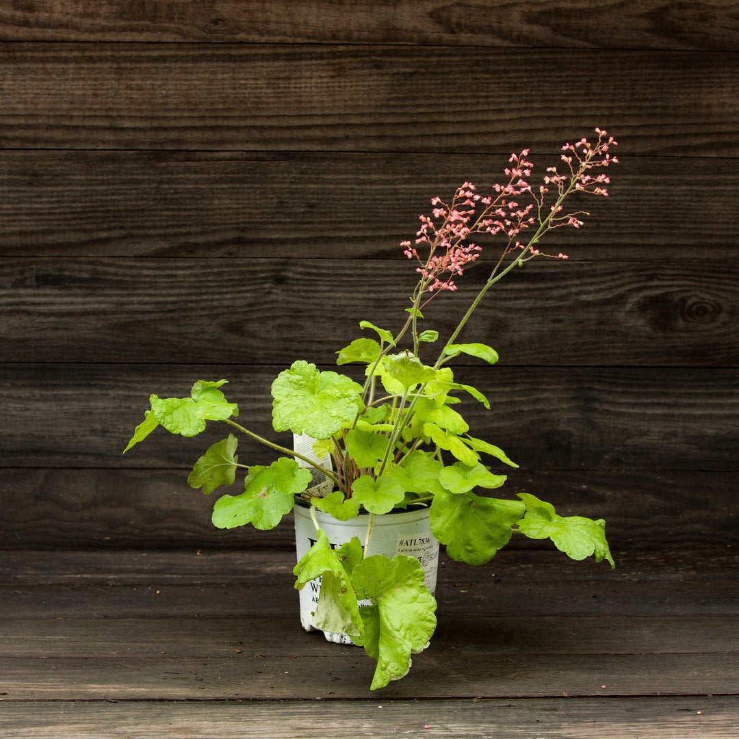 Heuchera 'Pistachio Ambrosia' ~ Primo® Pistachio Ambrosia Heuchera-ServeScape