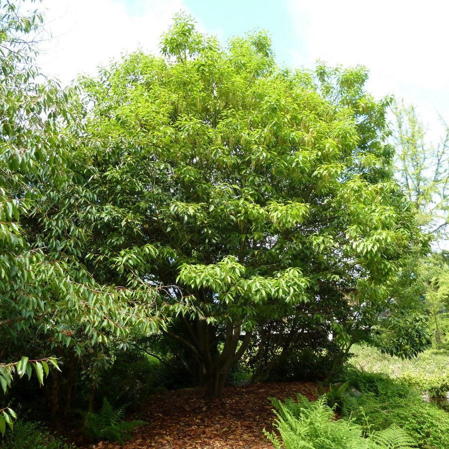 Quercus acuta ~ Japanese Evergreen Oak-ServeScape