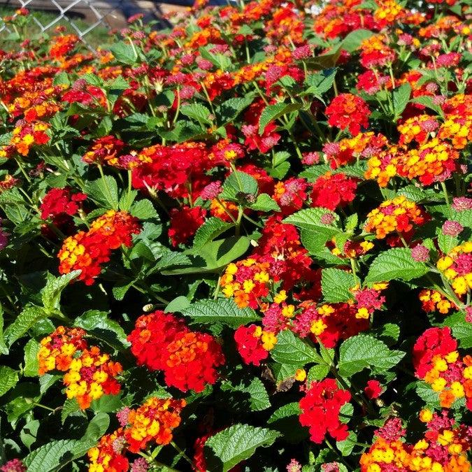 Lantana camara 'Dallas Red' ~ Dallas Red Lantana-ServeScape