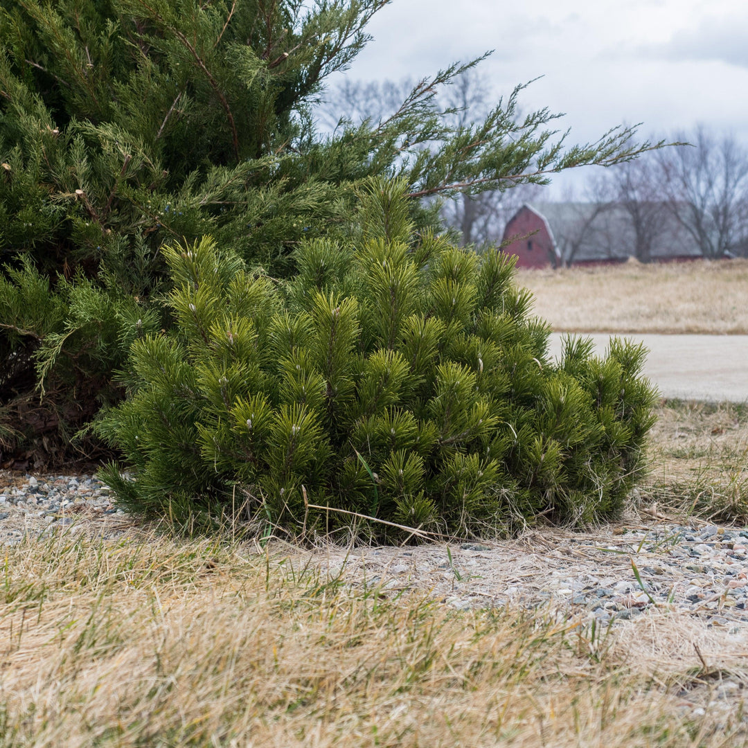 Pinus mugo var. Pumilio ~ Dwarf Mugo Pine-ServeScape