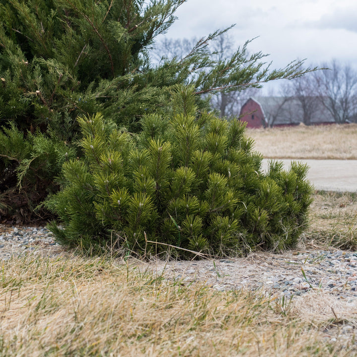 Pinus mugo var. Pumilio ~ Dwarf Mugo Pine-ServeScape