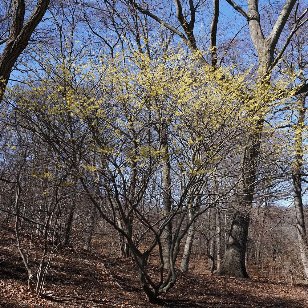Hamamelis x intermedia 'Arnold Promise' ~ Arnold Promise Witch Hazel-ServeScape