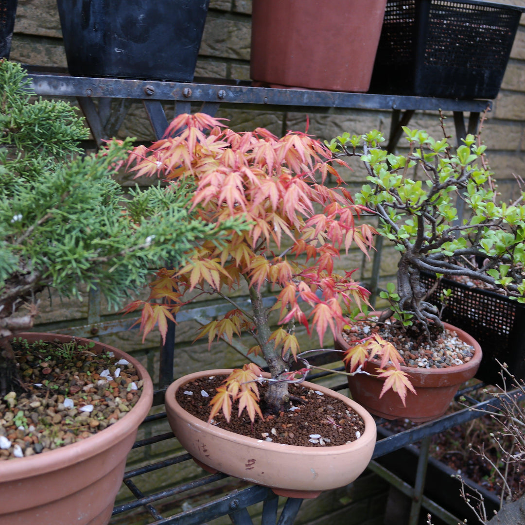Acer palmatum 'Calico' ~ Calico Japanese Maple-ServeScape