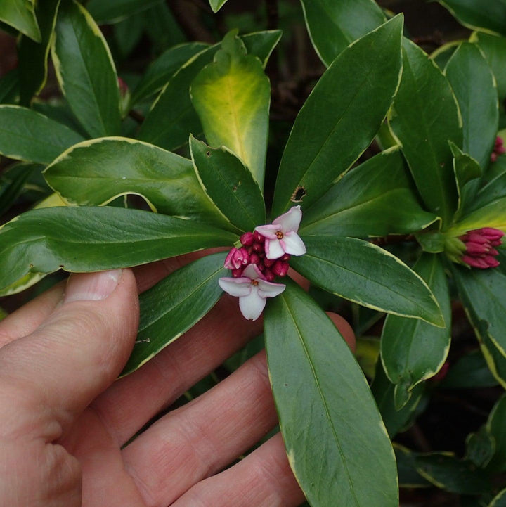 Daphne odora 'Aureomarginata' ~ Gold-Edged Winter Daphne-ServeScape