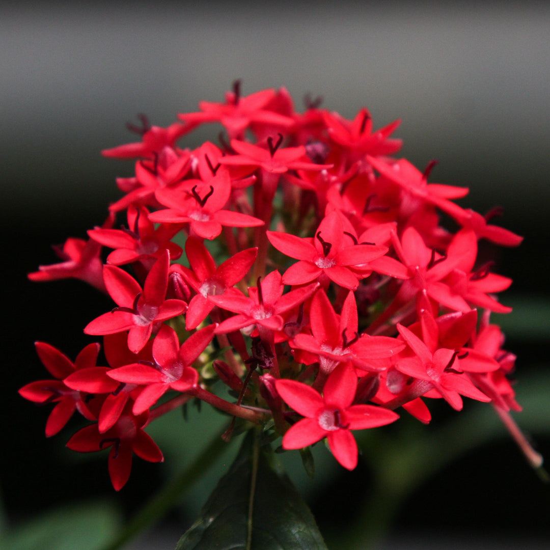 Pentas lanceolata 'Graffiti OG Lipstick' ~ Graffiti® OG Lipstick Star Flower-ServeScape