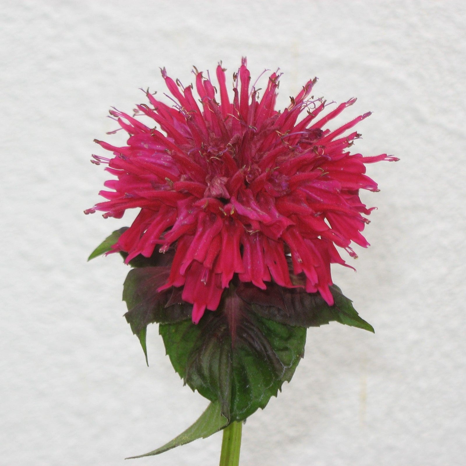Monarda 'Fireball' ~ Fireball Bee Balm-ServeScape