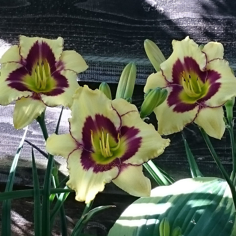 Hemerocallis 'El Desperado' ~ El Desperado Daylily-ServeScape