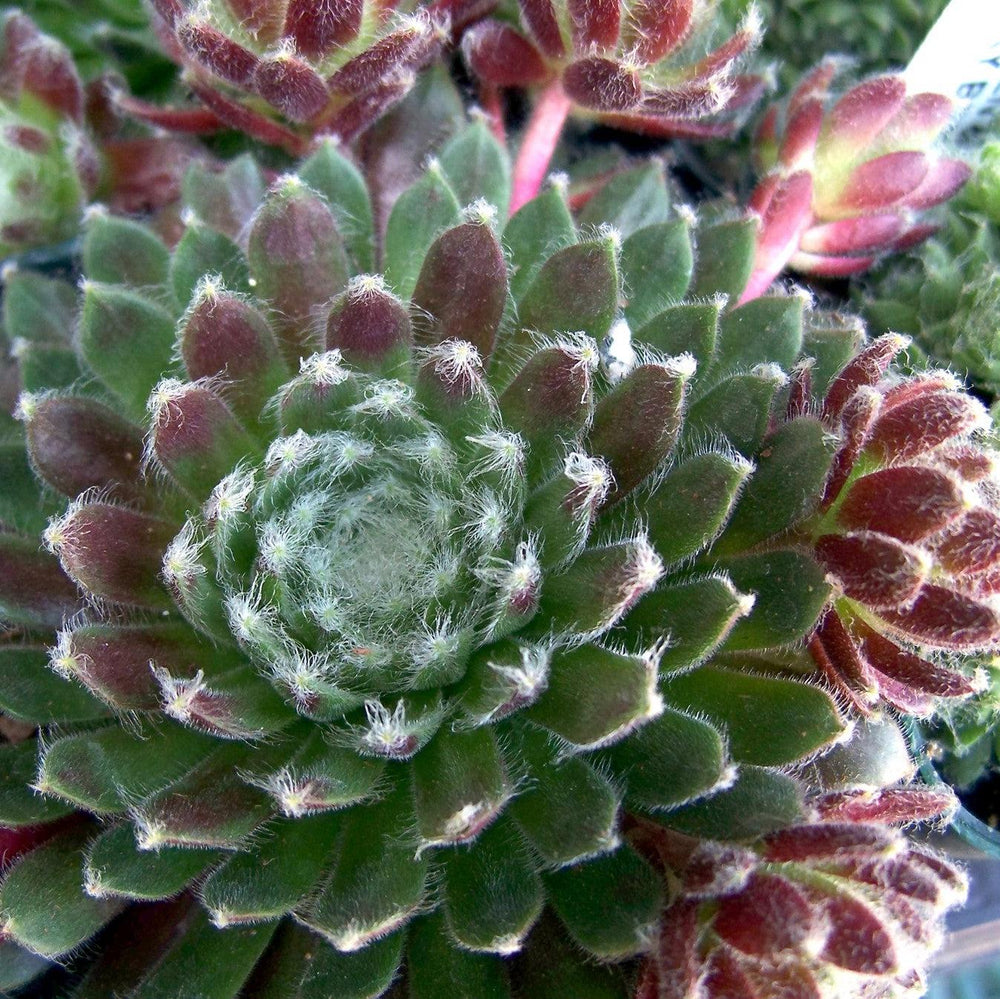 Sempervivum 'Jade Rose' ~ Jade Rose Hens and Chicks-ServeScape
