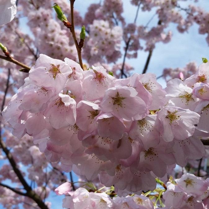 Prunus x yedoensis 'Akebono' ~ Akebono Flowering Cherry-ServeScape