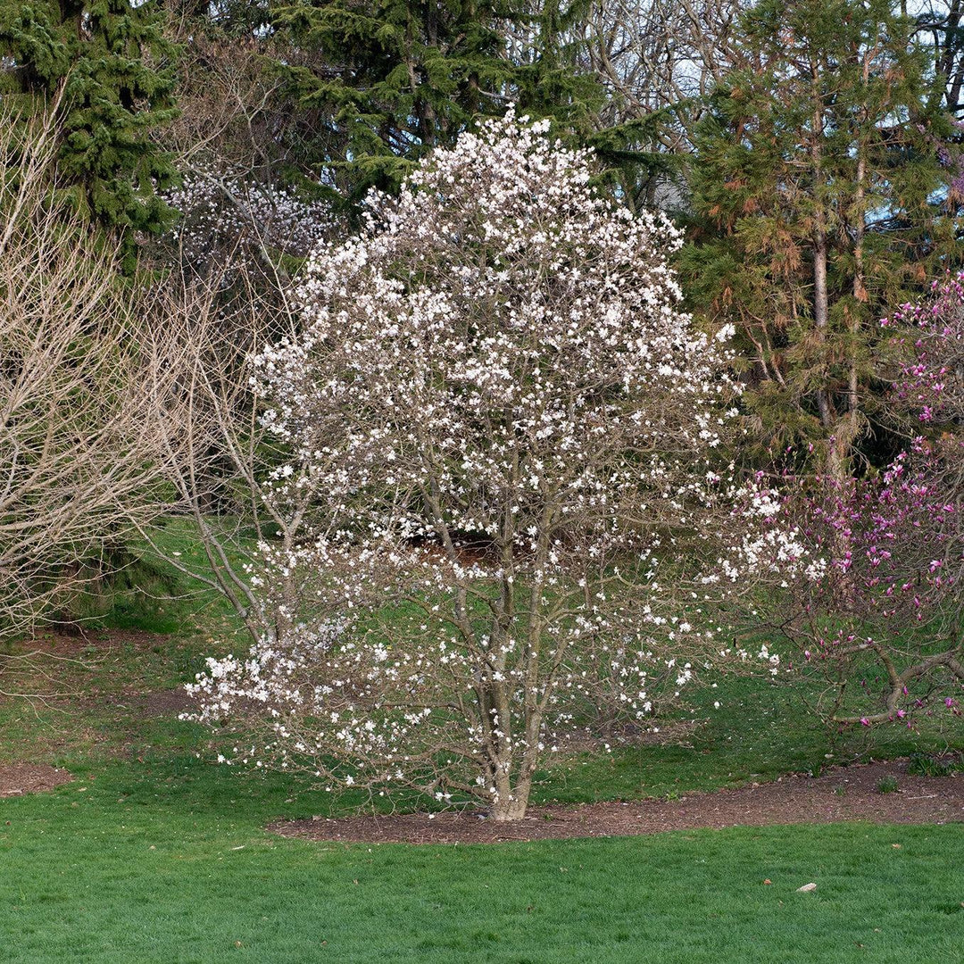 Magnolia stellata 'Centennial' ~ Centennial Star Magnolia-ServeScape