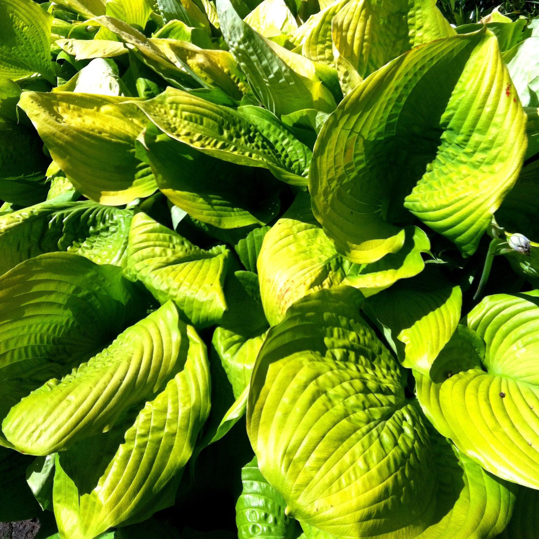 Hosta 'Glad Tidings' ~ Glad Tidings Hosta-ServeScape