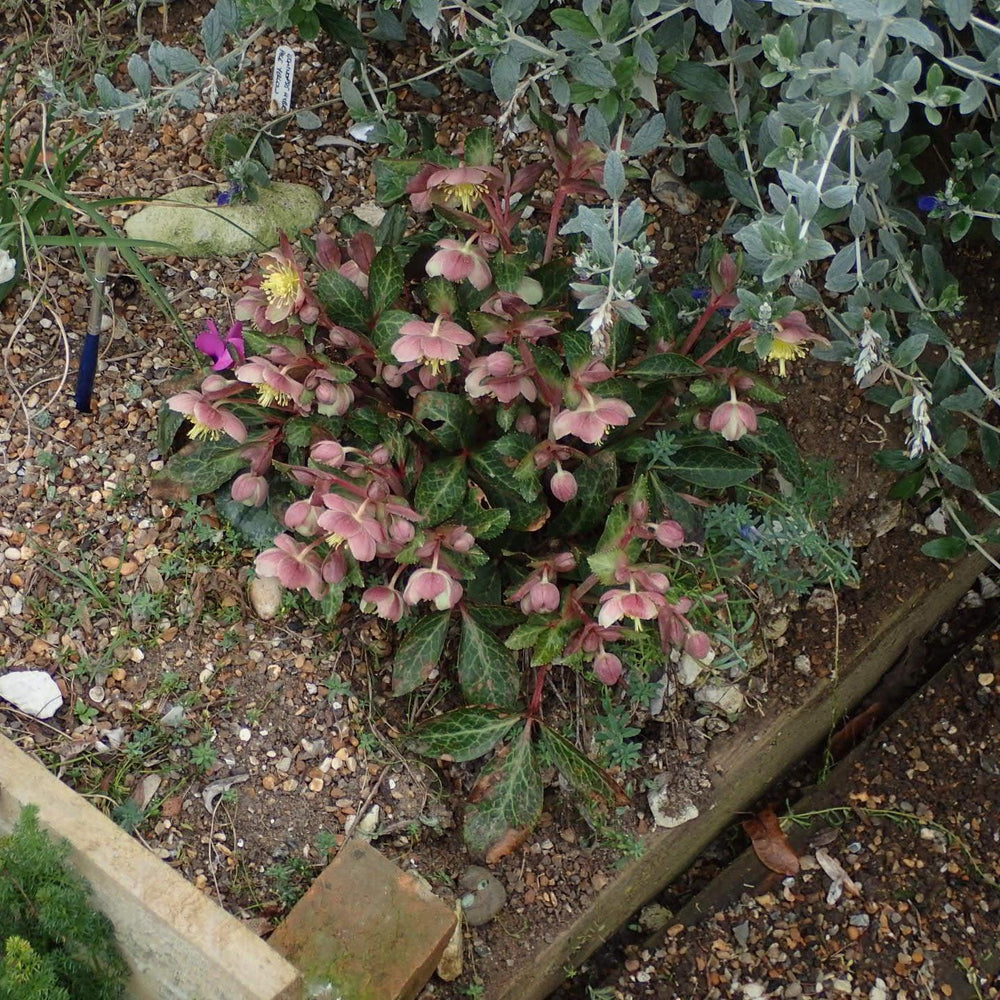 Helleborus x hybridus 'RD09' ~ FrostKiss™ Pippa's Purple Lenten Rose-ServeScape