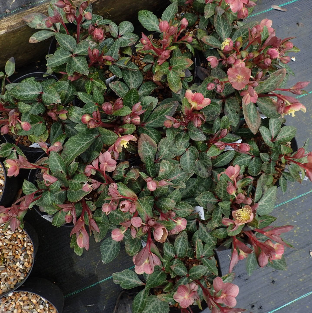 Helleborus x hybridus 'RD09' ~ FrostKiss™ Pippa's Purple Lenten Rose-ServeScape