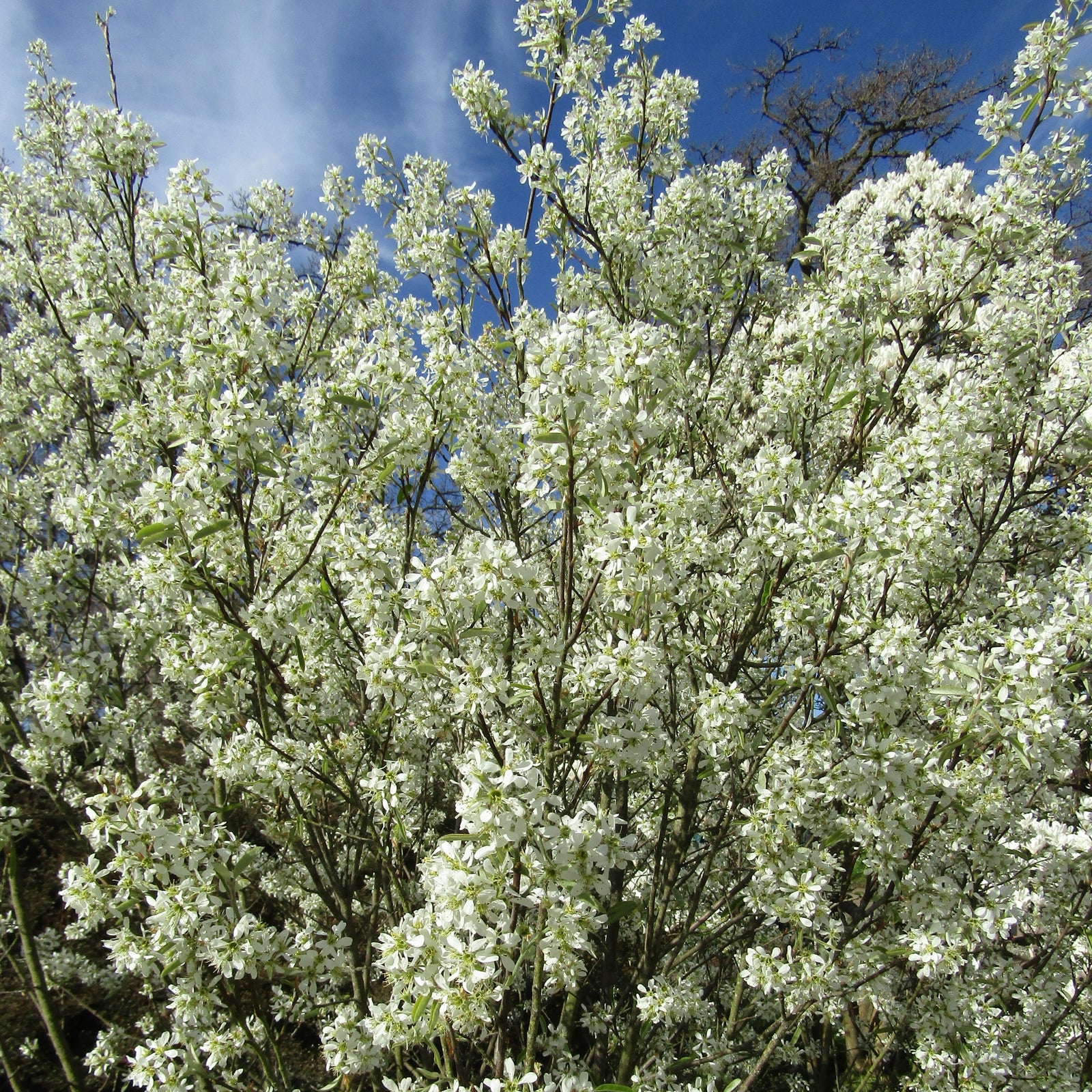 Amelanchier canadensis 'Glenn Form' ~ Rainbow Pillar Serviceberry-ServeScape