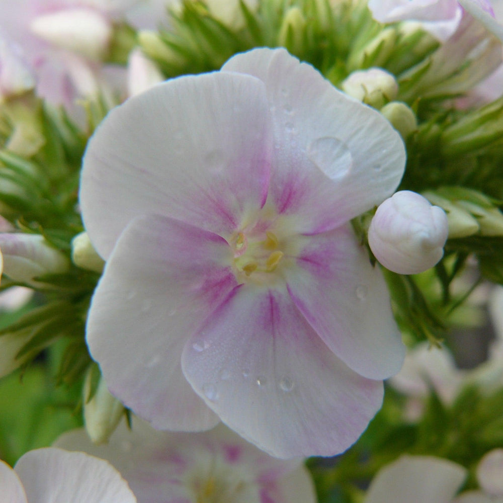 Phlox 'Fashionably Early Crystal' PP28679~ Fashionably Early™ Crystal Phlox-ServeScape