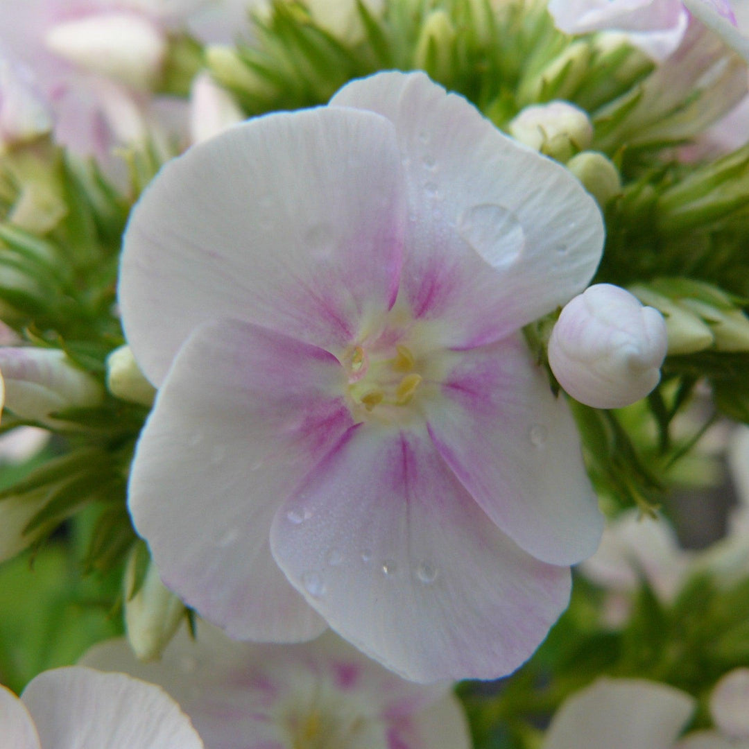 Phlox 'Fashionably Early Crystal' PP28679~ Fashionably Early™ Crystal Phlox-ServeScape