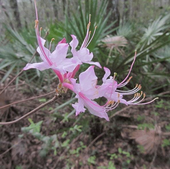 Rhododendron canescens 'Varnado's Pink' ~ Varnado's Pink Azalea-ServeScape