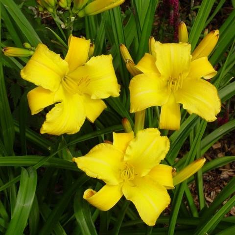 Hemerocallis 'Mary Todd' ~ Mary Todd Daylily-ServeScape