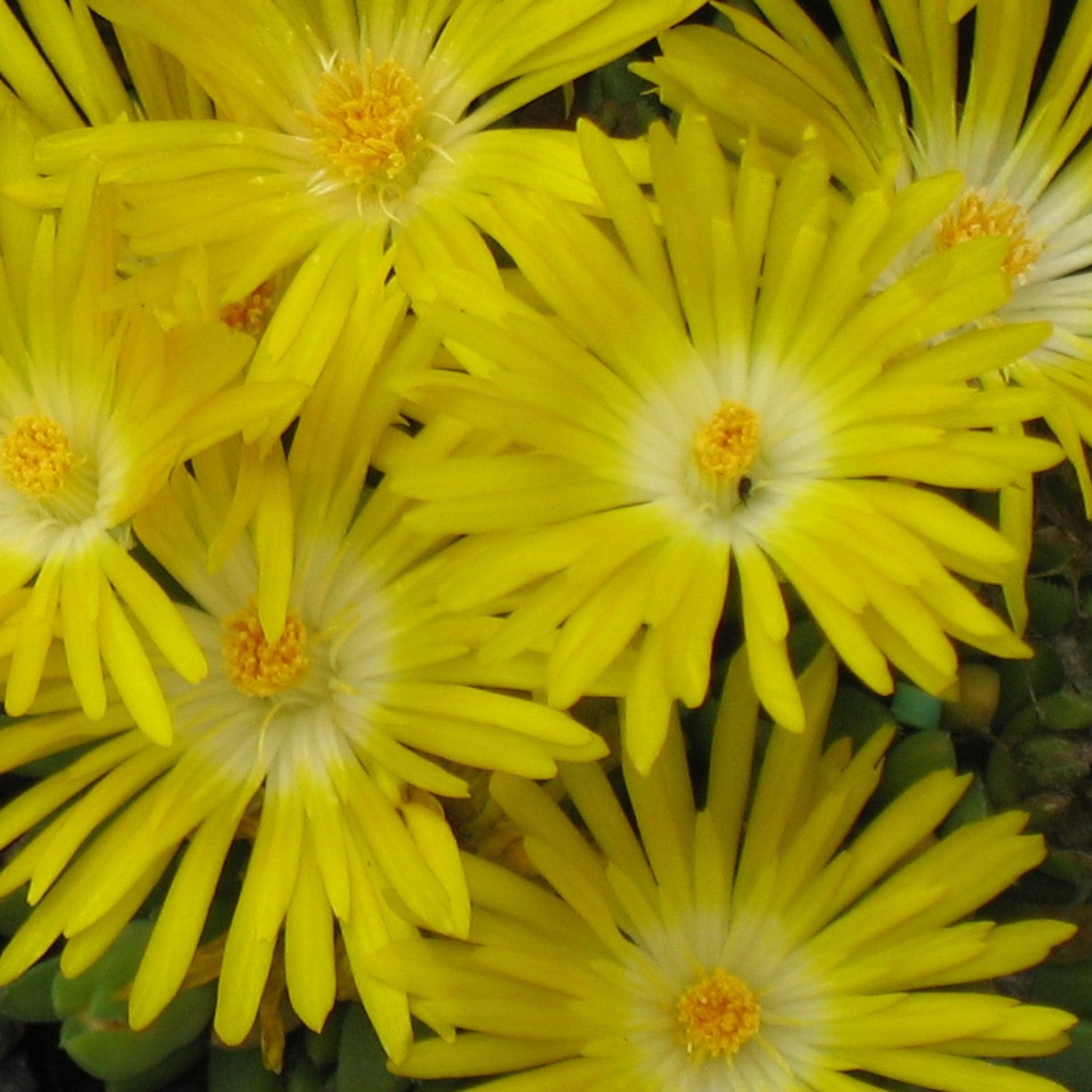 Delosperma nubigenum ‘WOWD20111’ ~ WOW® Golden Wonder Ice Plant-ServeScape