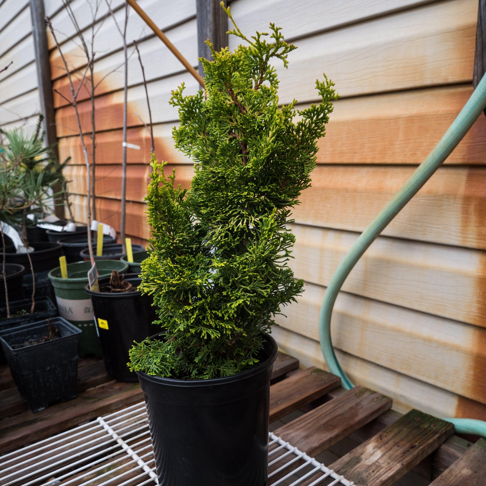 Chamaecyparis obtusa 'Meroke' ~ Meroke Hinoki Cypress-ServeScape