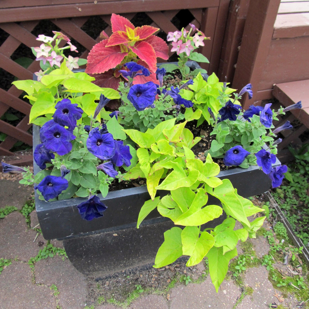 Ipomoea batatas ‘Sweet Georgia Light Green’ ~ Sweet Georgia® Light Green Sweet Potato-ServeScape
