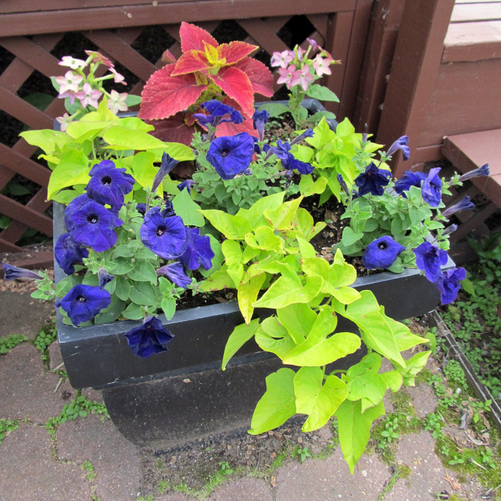 Ipomoea batatas ‘Sweet Georgia Light Green’ ~ Sweet Georgia® Light Green Sweet Potato-ServeScape