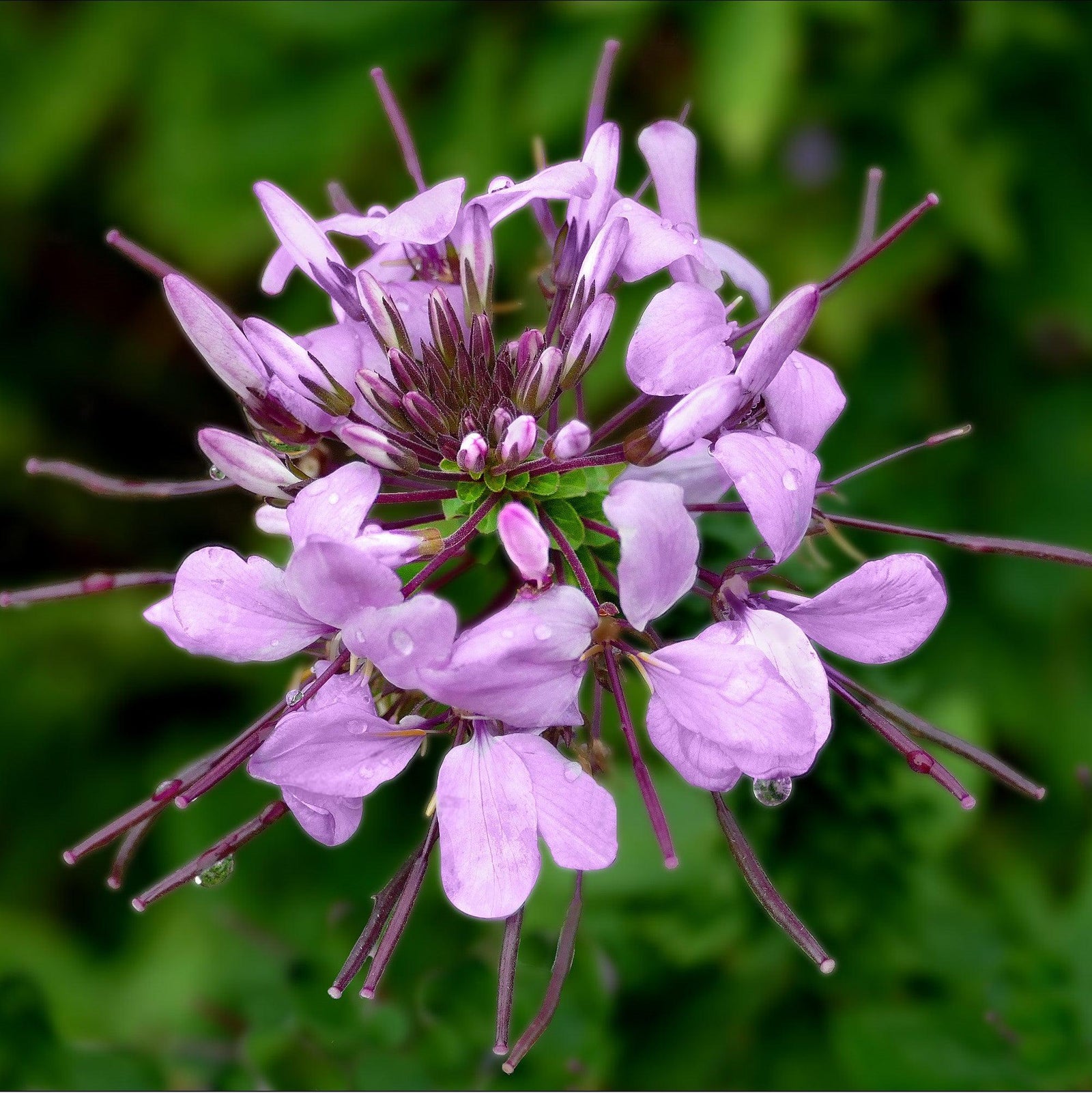 Cleome hybrid 'Inncleosr' ~ Señorita Rosalita® Spider Flower-ServeScape