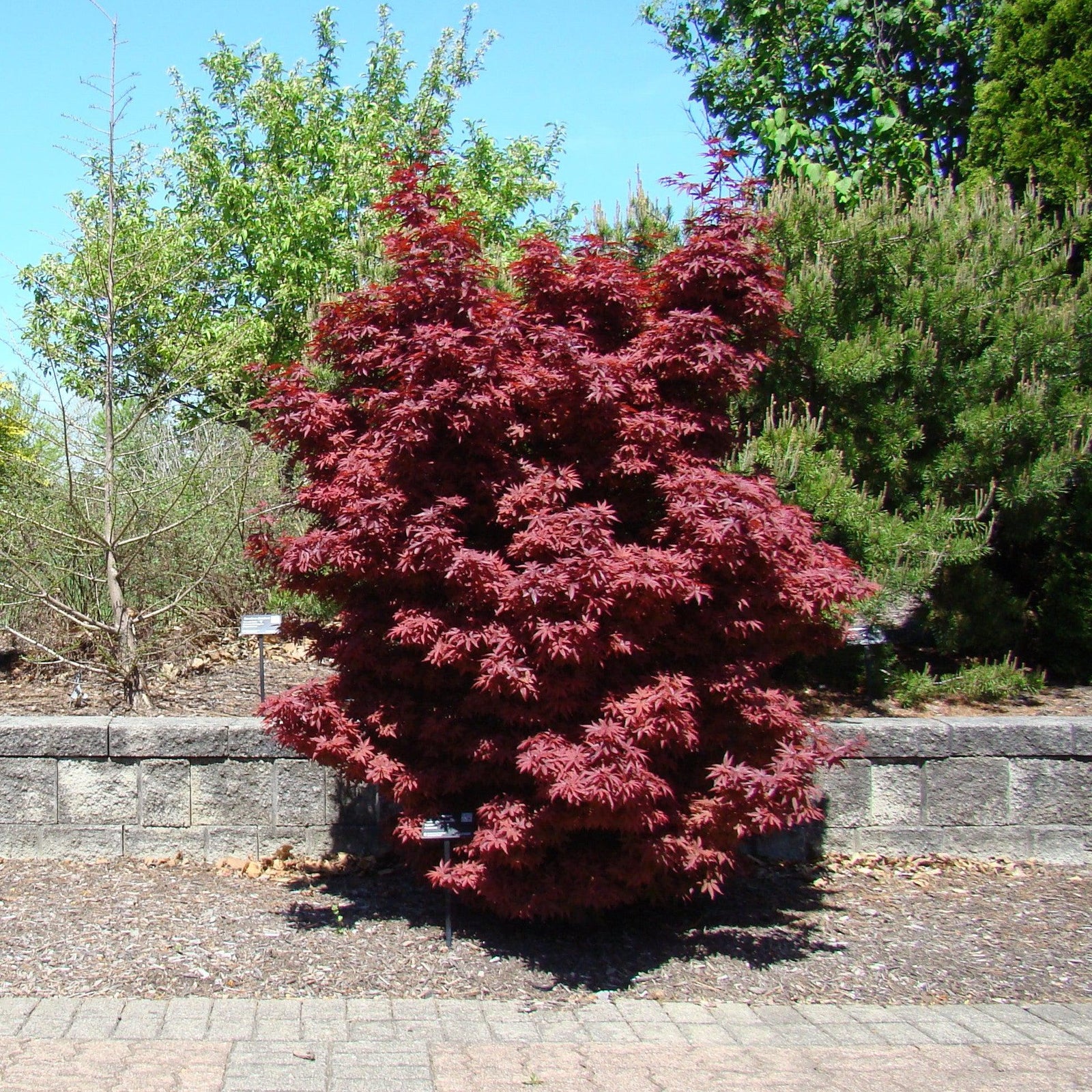 Acer palmatum 'Twombly's Red Sentinel' ~ Twombly's Japanese maple-ServeScape