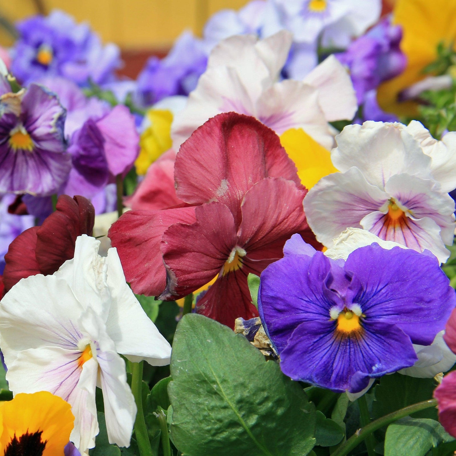 Viola x wittrockiana 'Delta Monet Mix' ~ Delta™ Monet Mix Pansy-ServeScape