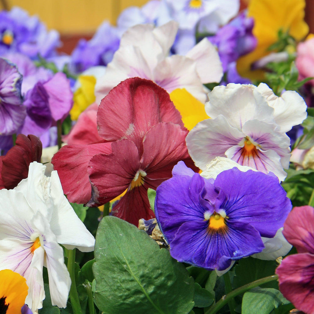 Viola x wittrockiana 'Premier Rosy Mix' ~ Premier Rosy Mix Pansy-ServeScape