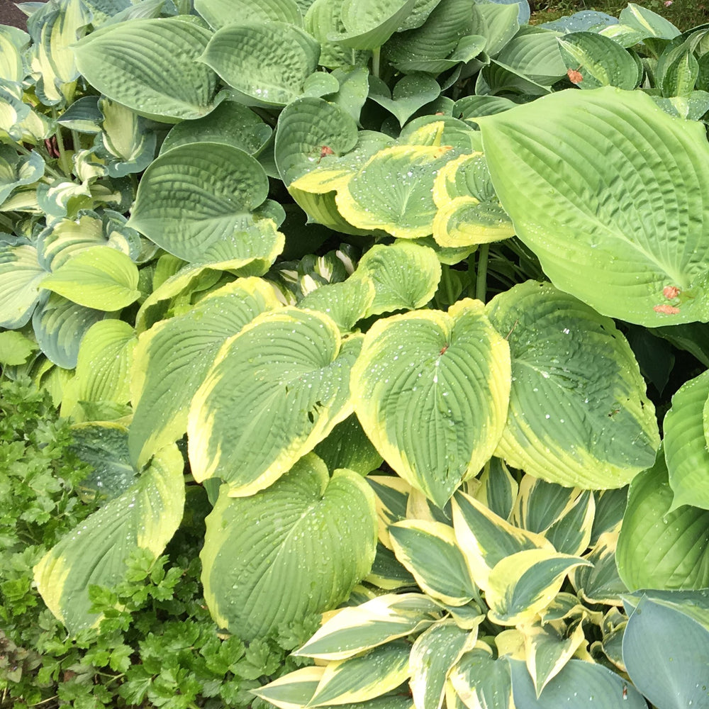 Hosta x 'Victory' ~ Victory Hosta-ServeScape