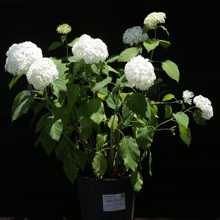 Hydrangea arborescens 'Annabelle' ~ Mophead Hydrangea, Annabelle Hydrangea-ServeScape