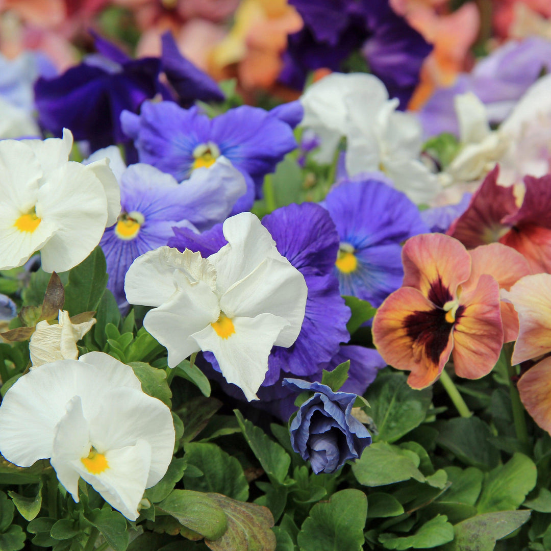 Viola x wittrockiana 'Delta Monet Mix' ~ Delta™ Monet Mix Pansy-ServeScape
