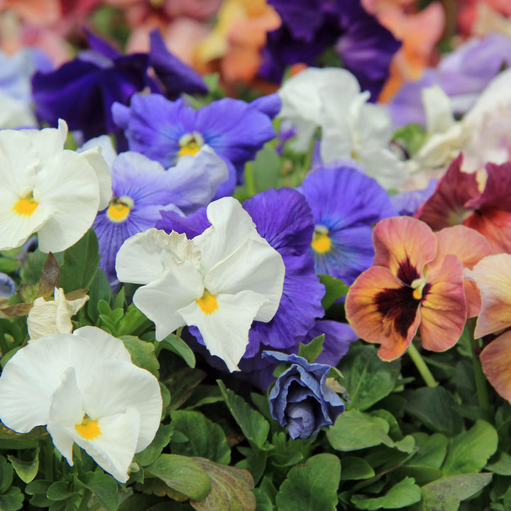 Viola x wittrockiana 'Delta Monet Mix' ~ Delta™ Monet Mix Pansy-ServeScape