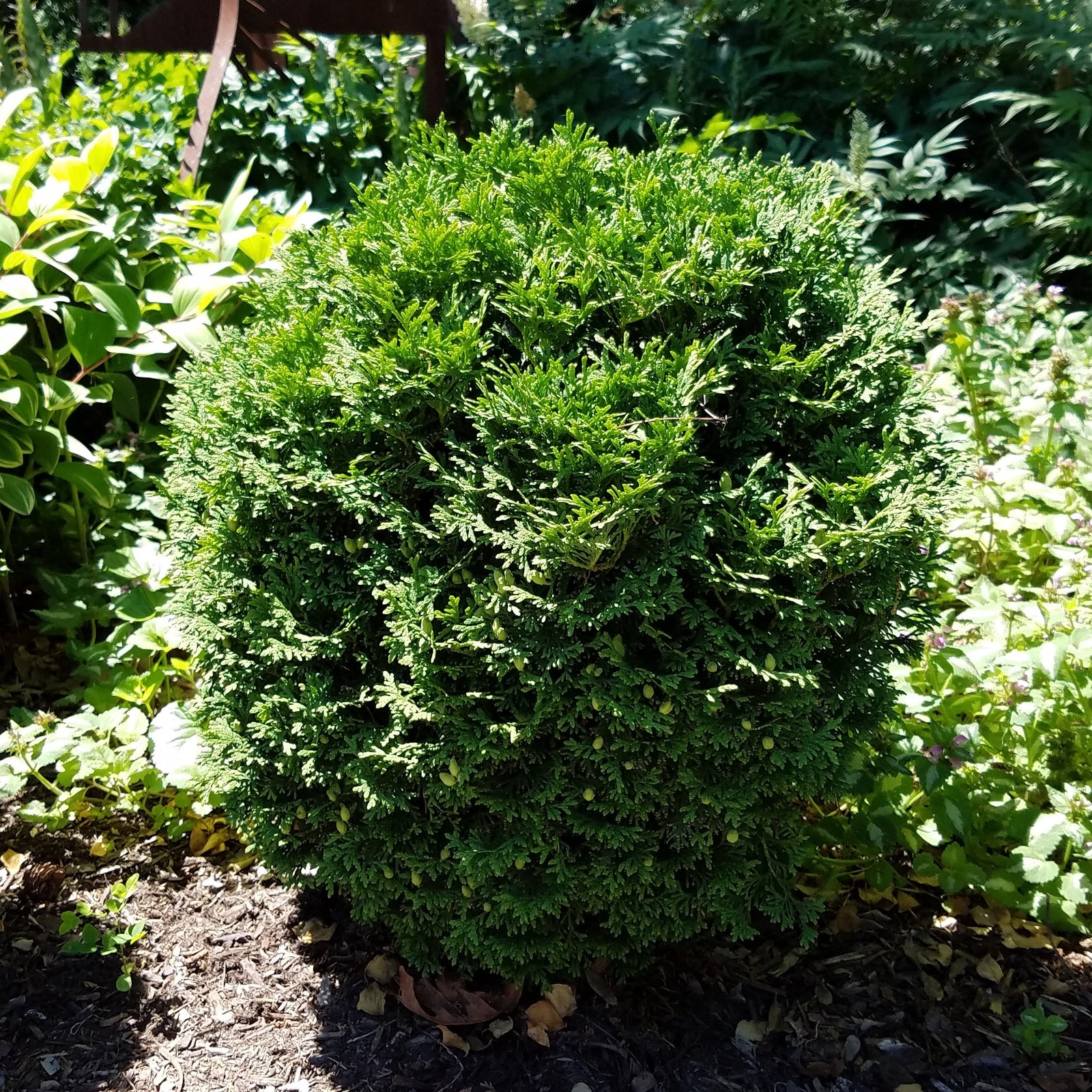 Thuja occidentalis 'RUTTHU4' ~ Planet Earth® Arborvitae-ServeScape
