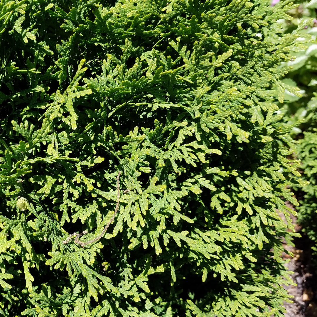Thuja occidentalis 'RUTTHU4' ~ Planet Earth® Arborvitae-ServeScape