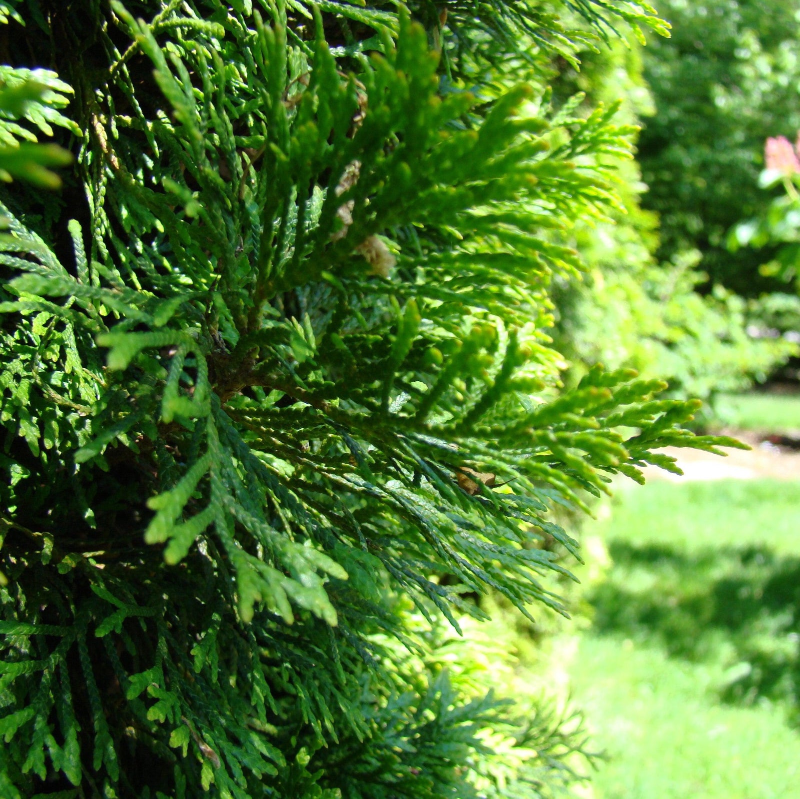 Thuja occidentalis 'Thin Man' ~ Thin Man™ Arborvitae-ServeScape