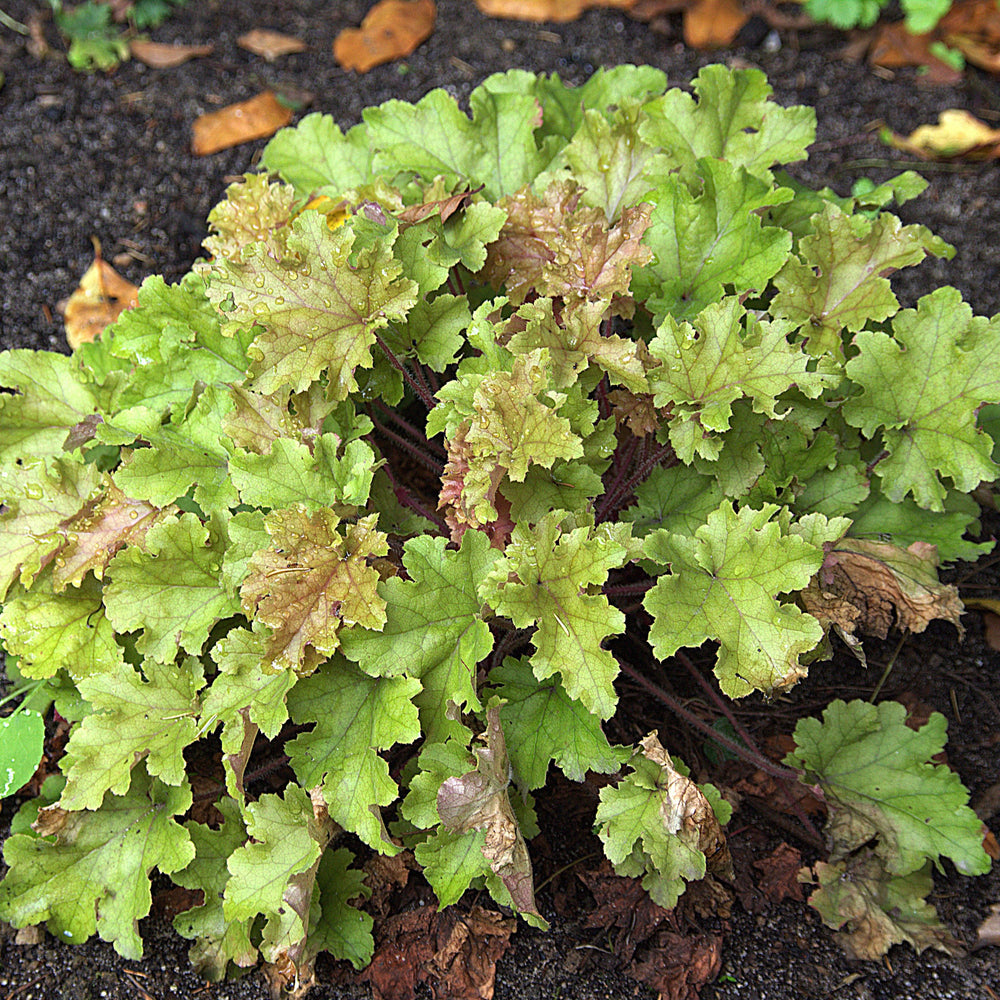 Heuchera x 'Marmalade' ~ Marmalade Coral Bells-ServeScape