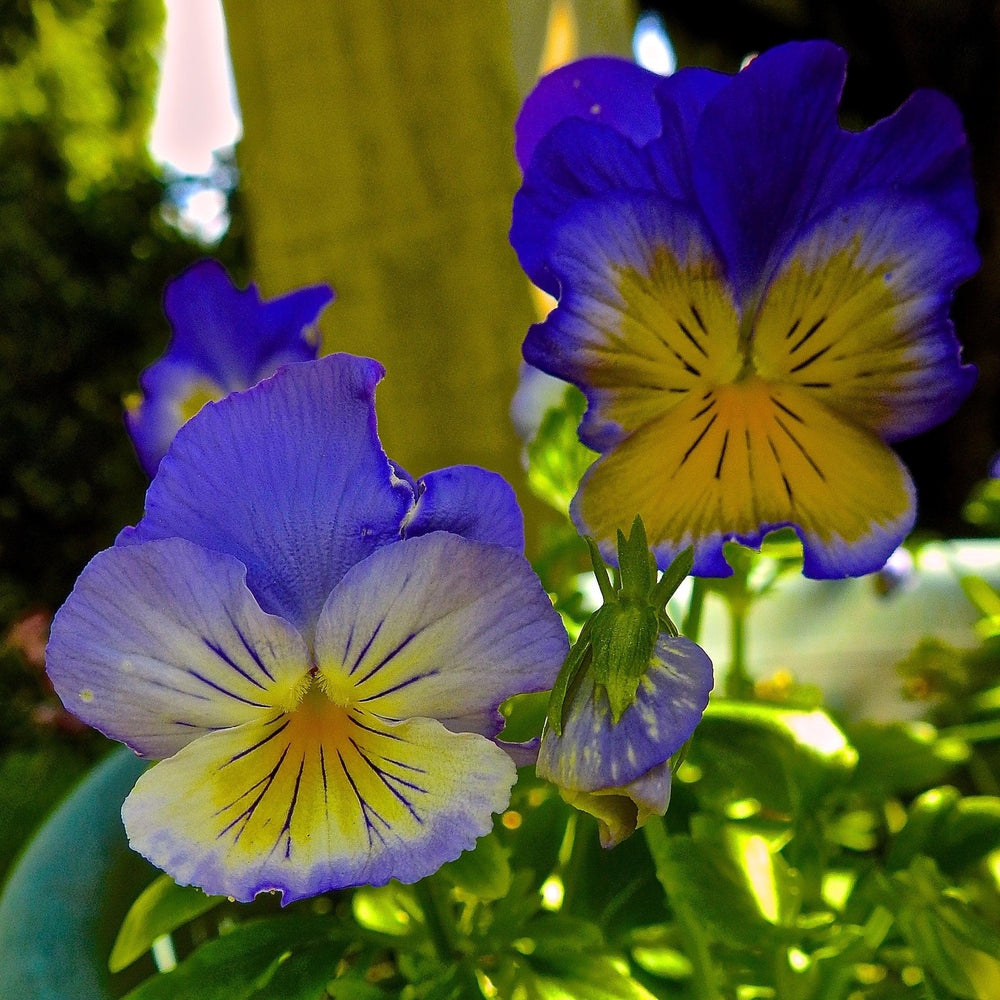 Viola x wittrockiana 'PAS1077347' ~ Cool Wave® Morpho Pansy-ServeScape